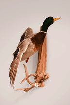 Duck with Multi Tag 