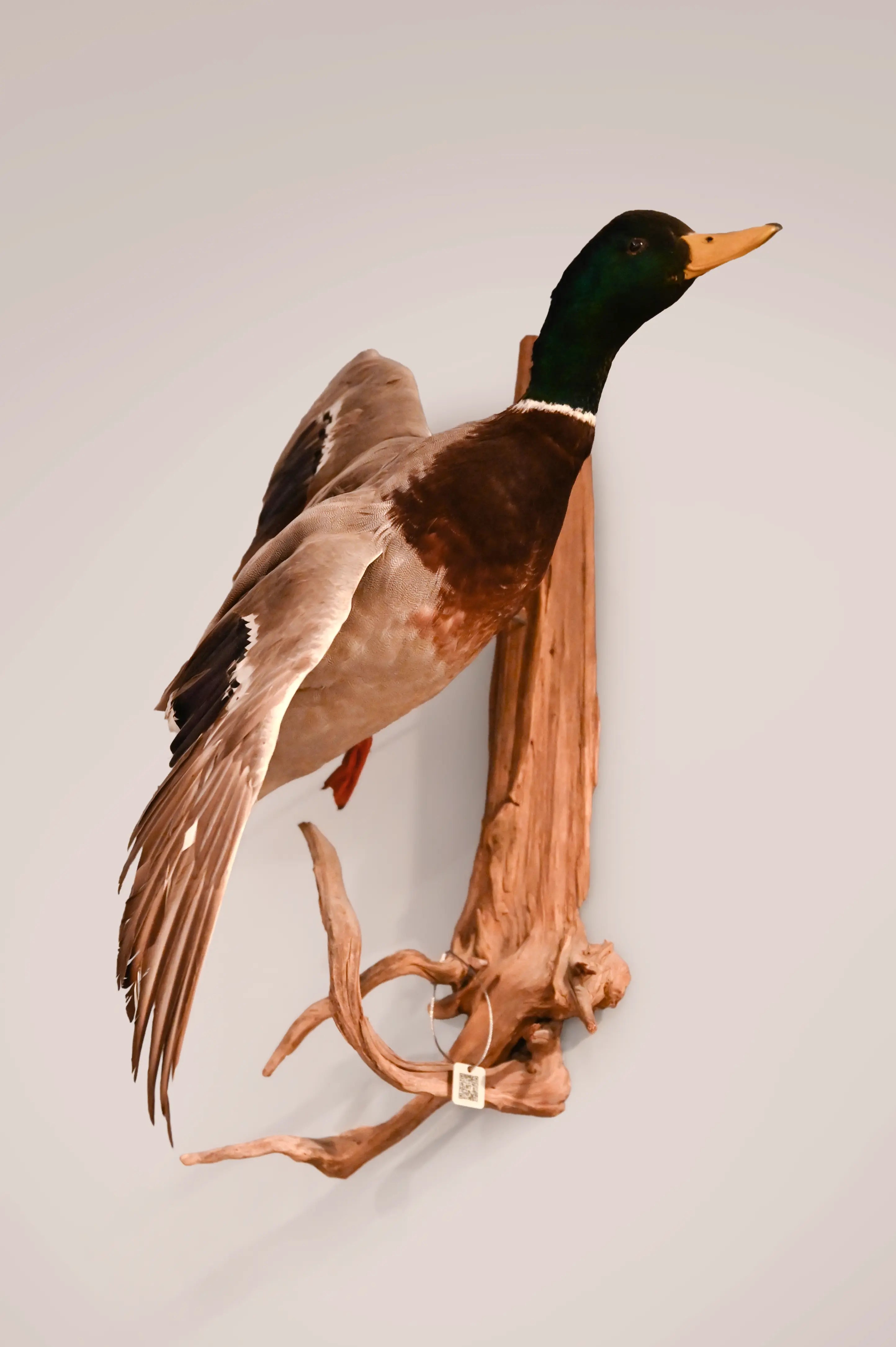 Duck with Multi Tag 