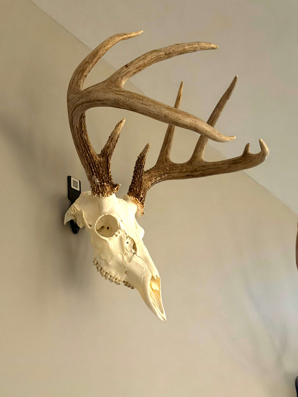 Euro Mount Bracket with Mount Tag
