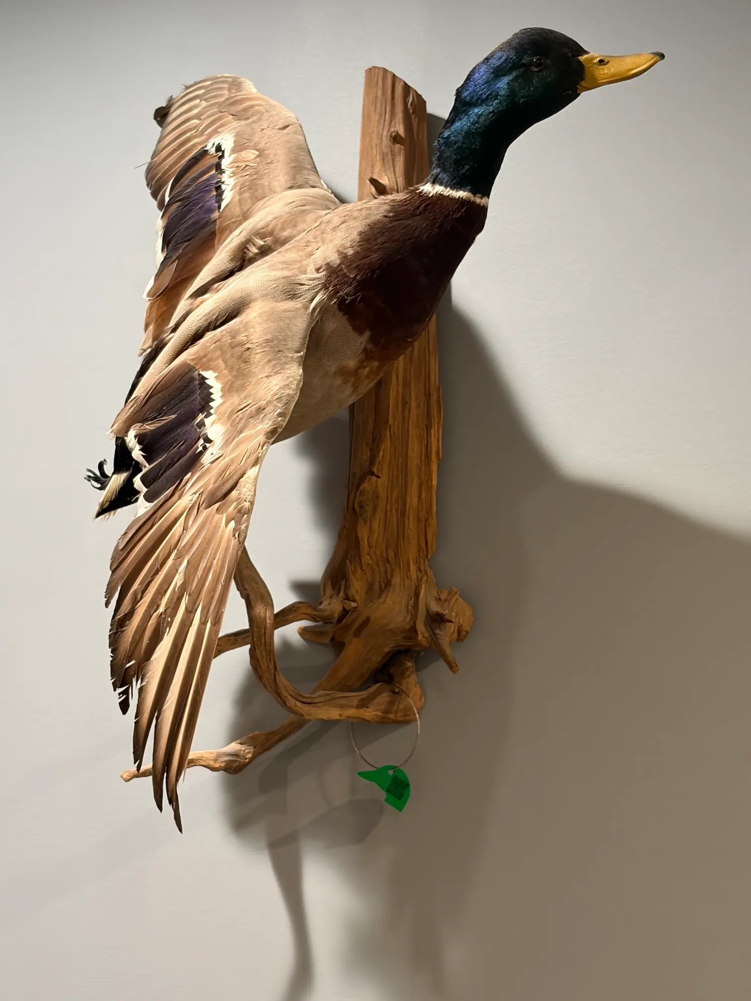 Timber Tag on Duck Mount 